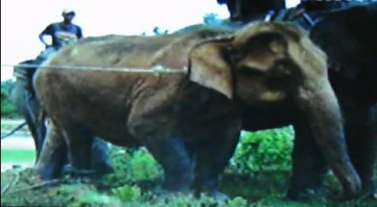 A screen shot from a MRTV video of the White Elephant. The elephants can look similar to other elephants except for certain features such as fair eyelashes and toenails.  (Screen shot of MRTV video)