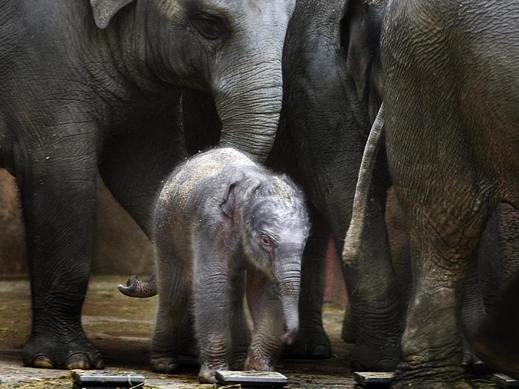 A newborn elephant stands amongst the other elephants. (Koen Suyk/AFP/Getty Images)