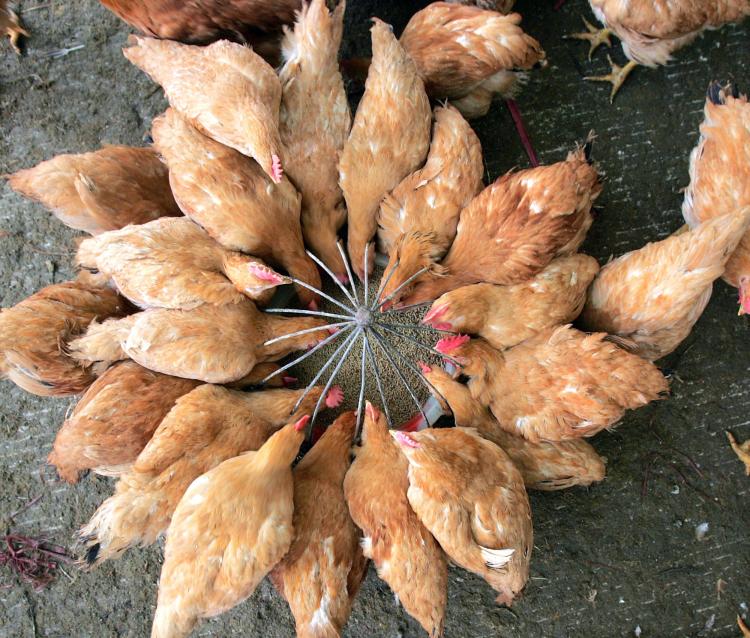 Chickens feed at a poultry wholesale market in Chengdu of Sichuan Province, China. Inspectors have found tons of animal feed contaminated with melamine in Guangdong Province. (China Photos/Getty Images))