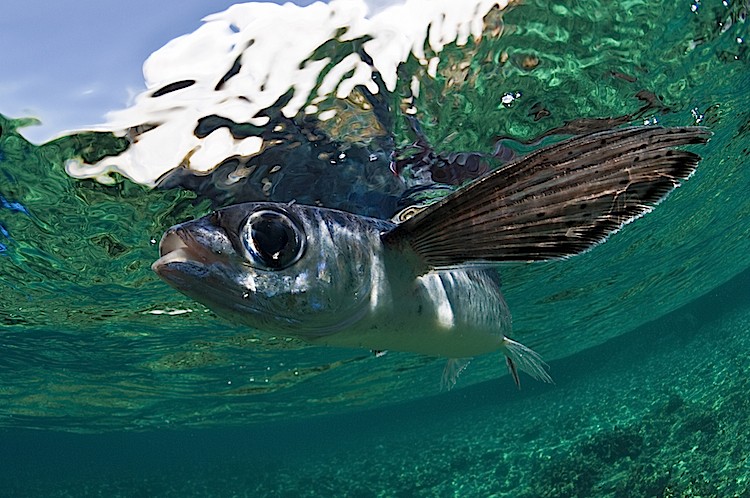 Flying fish off Menjangan Island, Bali in Indonesia. (Matthew Oldfield)