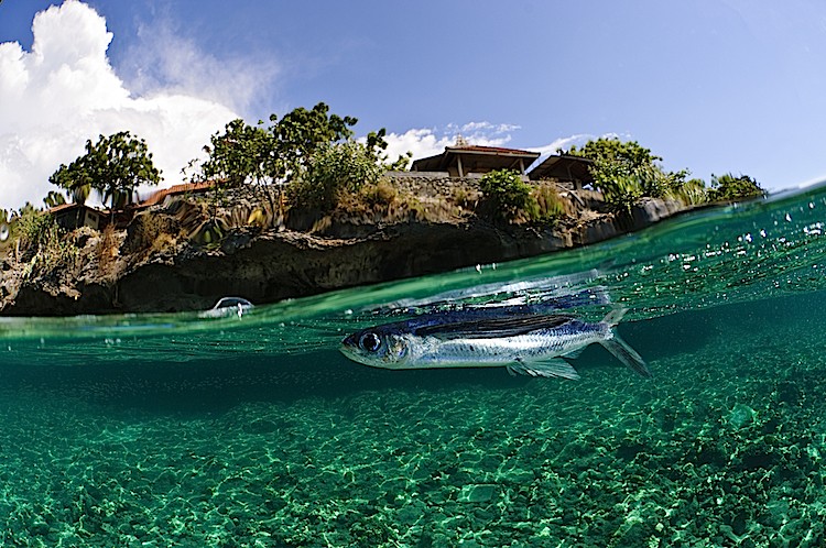 Flying fish off Menjangan Island, Bali in Indonesia. (Matthew Oldfield)