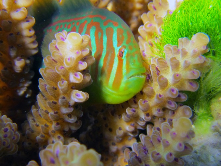 The mutualistic fish Gobidon histrio is shown on the coral Acropora nausuta. The coral is in contact with the allelopathic green alga Chlorodesmis fastigiata. (Georgia Tech Photo: Danielle Dixson)