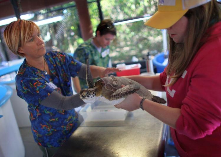 Veterinarian Nancy Mettee (L) and Annalise Wershoven work on treating a Green sea turtle for 'cold stun' at the Gumbo Limbo Nature Center on Jan. 8 in Boca Raton, Fa. If the green turtle bodies fall below 60 degree temperature they become immobilized and tend to float to the waters surface where they could end up with pneumonia or be unable to defend themselves against predators. (Joe Raedle/Getty Images) Veterinarian Nancy Mettee (L) and Annalise Wershoven work on treating a Green sea turtle for 'cold stun' at the Gumbo Limbo Nature Center on Jan. 8 in Boca Raton, Fa. If the green turtle bodies fall below 60 degree temperature they become immobilized and tend to float to the waters surface where they could end up with pneumonia or be unable to defend themselves against predators. (Joe Raedle/Getty Images)