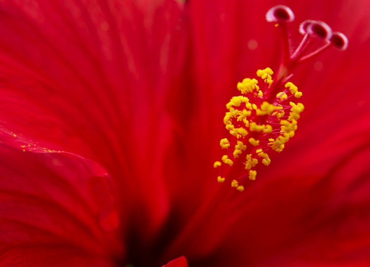 Flowers make certain that gamete fusion has successfully occurred before other pollen are repelled. That allows the process of fertilization to continue if the first pollen grain turns out to have been a dud. (Mike Cohea/Brown University)