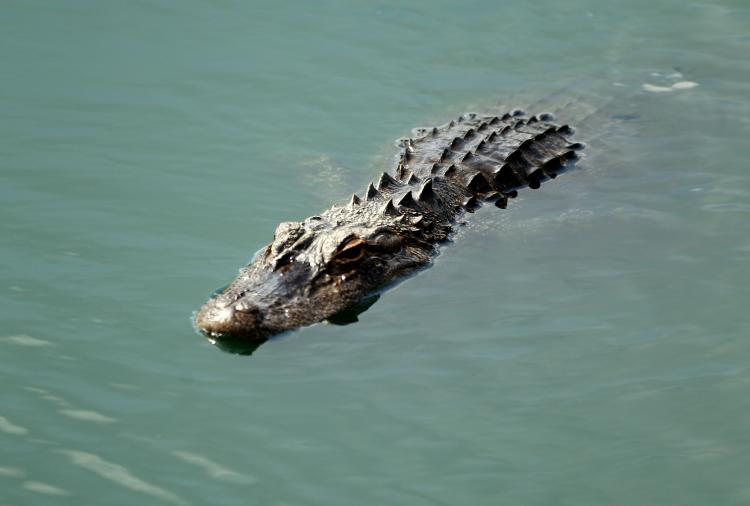 900-Pound Gator: A Massachusetts woman reeled in a 13-foot-long alligator weighing in at 900 pounds while hunting in South Carolina. Pictured above, a gator swims in water near a golf tournament. (Richard Heathcote/Getty Images)