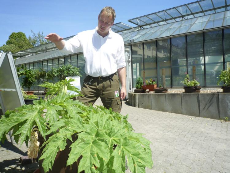 Before blooming at the end of June, the giant hogweed can reach a height of up to 12 feet, says Helge Masch, head of the Special Botanical Garden of Wandsbek, a suburb of Hamburg, Germany. (The Epoch Times)
