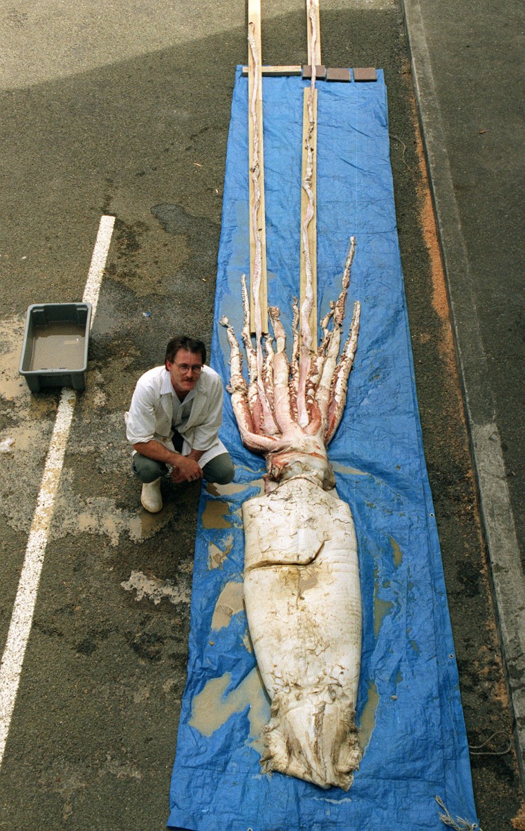 Giant Squid on display on the Wellington dockside