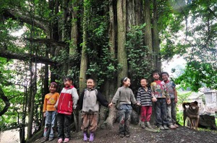 Children from the local village in Changshun County play under a “living fossil”—an ancient Gingko tree. (Epoch Times archive)