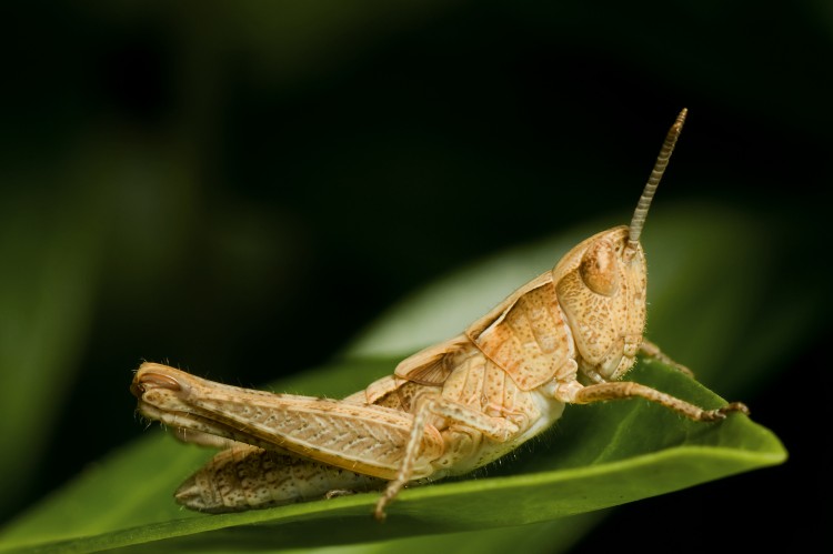  	Researchers find that grasshoppers living near busy roads produce songs that have higher volumes of low-frequency parts to make the songs audible among the traffic. (Jens Gade/Photos.com) 