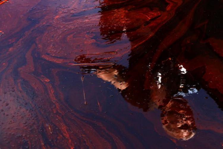 Gulf Oil Spill: A reporter is reflected in oil filled water during a tour of areas where oil has come ashore May 26 in Blind Bay, Louisiana. BP is preparing to stop the leak with an oil spill 'top kill' method. (Win McNamee/Getty Images)