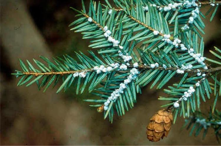 A photo of a hemlock woolly adelgid (HWA) infestation. The aphid-like insect has spread among Hemlock forests in the Northeast, including recent outbreaks in Maine.  (National Park Service)