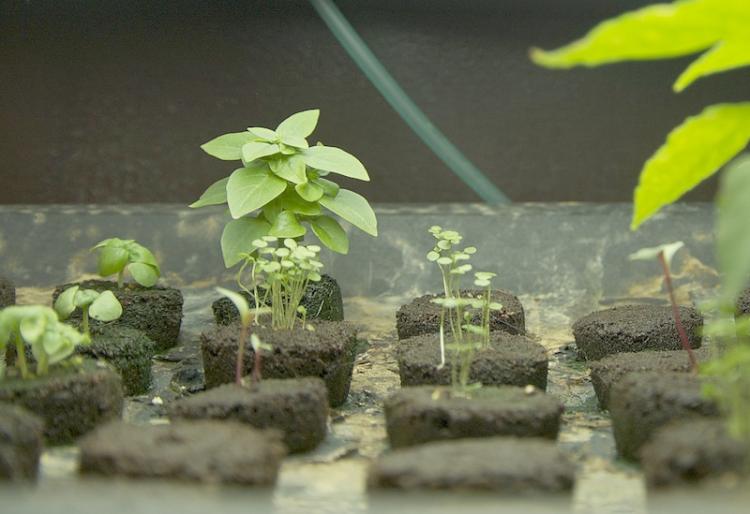 HYDROPONIC SPROUTS: Seedlings sprout from sponges at Boswyck Farms in Bushwick, Brooklyn, July 2. The seedling roots will grow through the sponges and the plants will then grow in constantly circulating, nutrient-rich water.  (June Kellum/Epoch Times Staff)