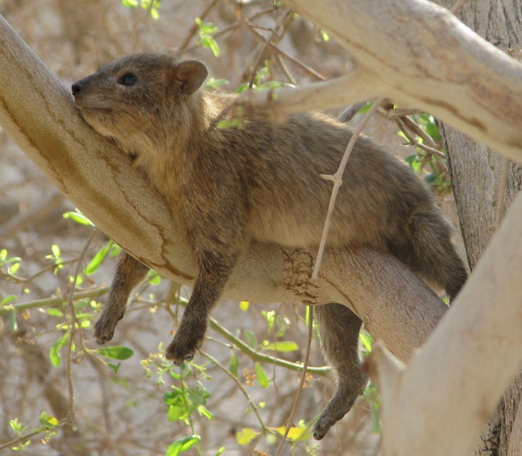 Hyraxes produce songs that reveal their traits. (American Friends of Tel Aviv University)
