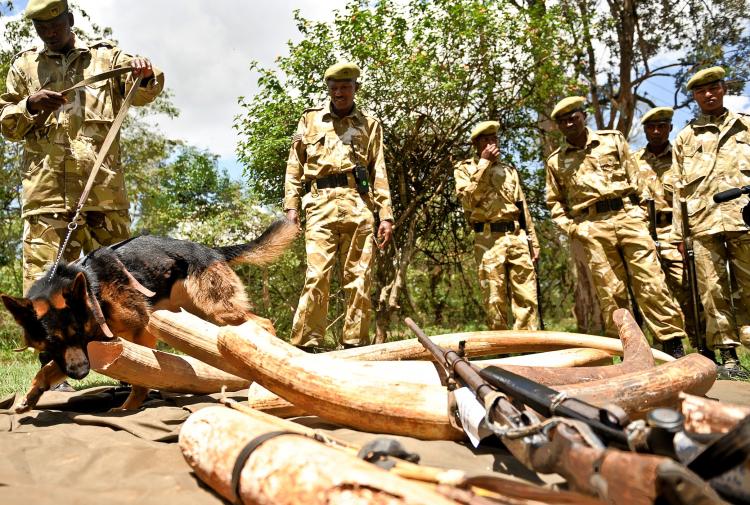 Members of the Kenya Wildlife Service investigate ivory and wildlife animal skin on November 30, 2009. Poaching and the sell of endangered animal meat is still a large problem in Africa. (Simon Maina/AFP/Getty Images)