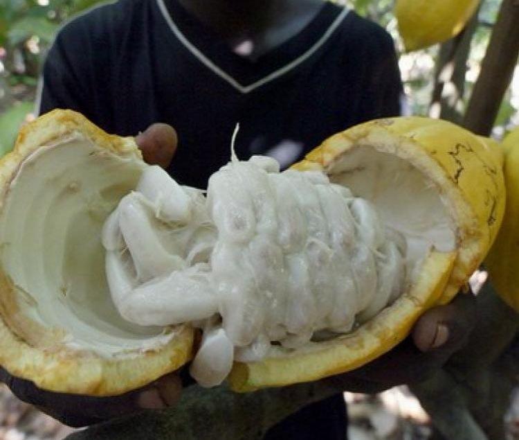 Cocoa fruit (Issouf Sanoga/AFP/Getty Images)