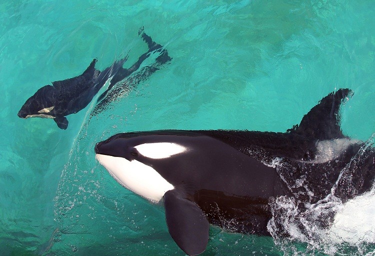 Inbreeding could reduce southern resident killer whales' genetic diversity, say U.S. researchers. (Valery Hache/AFP/Getty Images)