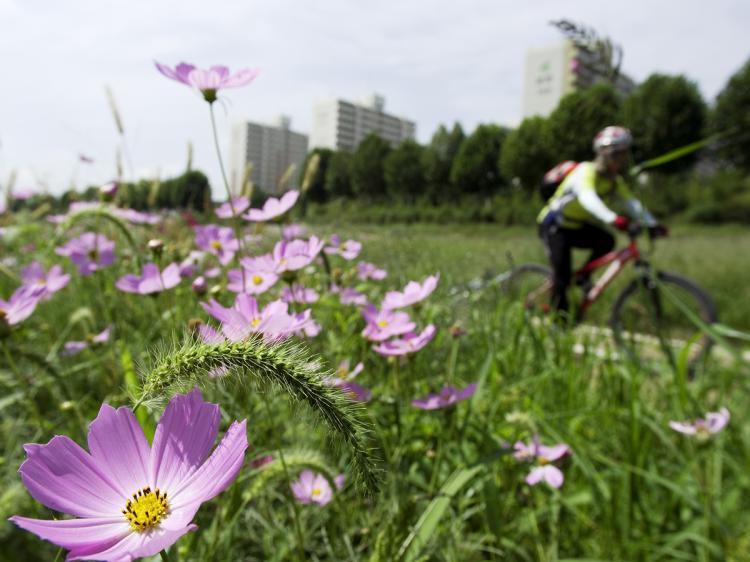 A cyclist in the central South Korean city of Daejeon enjoys one of the city's many riverside bike trails. (Jarrod Hall/The Epoch Times )