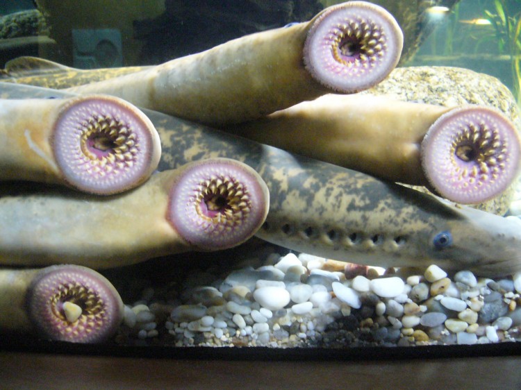 Researchers are developing a tiny robot based on the sea lamprey's biology that could be used to swim around inside the human body to detect diseases. (Drow Male/Wikimedia Commons) 
