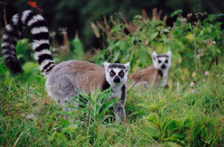 Critically endangered ring-tailed lemurs on a wildlife sanctuary in Madagascar.  (Michael O'Sullivan)