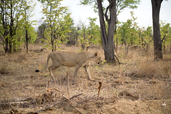 A lioness is pictured in Hwange National Park in Zimbabwe. 