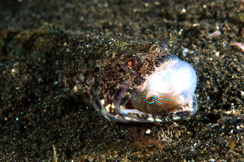 Lizardfish eating a pufferfish at Lembeh Strait in Sulawesi, Indonesia. (Matthew Oldfield)