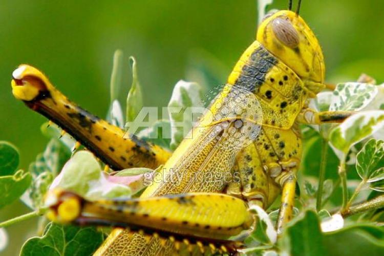 DELICIOUS: Locusts suggested as a meat alternative to reduce global warming (Getty Images)