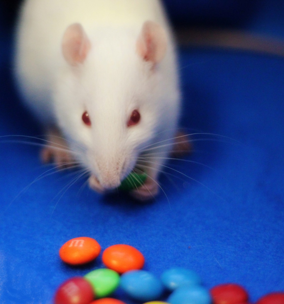 Extracellular enkephalin levels surged when rats began to eat milk chocolate M&Ms. (Current Biology, DiFeliceantonio et al.: 