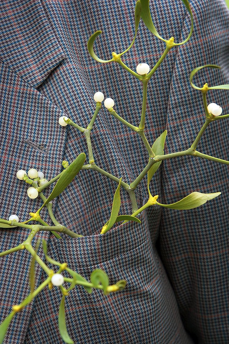 Mistletoe Farmer Harvests His Crop For Christmas