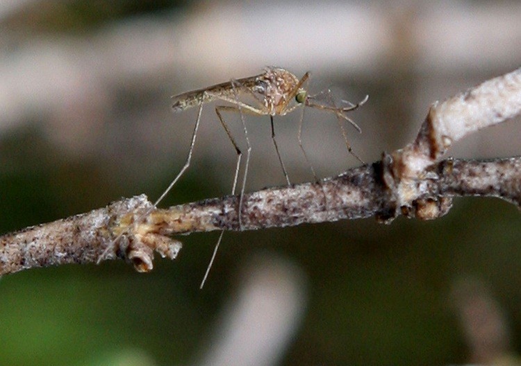 A mosquito sits on a stick in Martinez, California. The West Nile virus was detected in Toronto mosquitoes for the first time this year. (Justin Sullivan/Getty Images)