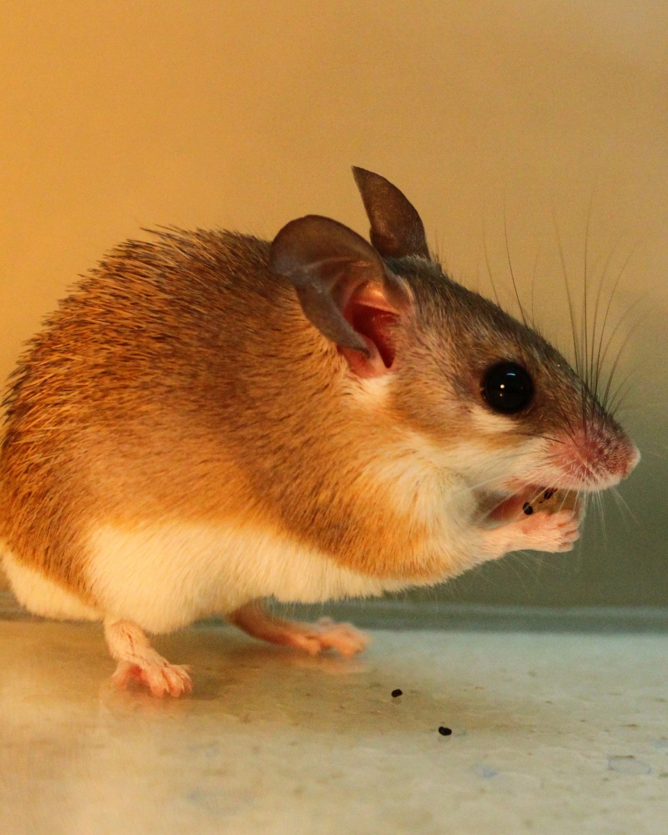 A spiny mouse from Israel is shown spitting seeds from the desert shrub Ochradenus baccatus into its paws and onto the ground as it eats the berries. (Michal Samuni-Blank/Technion-Israel Institute of Technology)