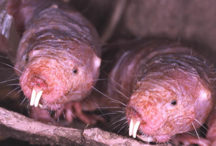 Despite their small body size, naked mole rats can live up to 30 years because they never contract cancer. (Courtesy of Kenneth Catania)