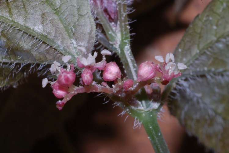 Flowers of the cave-dwelling nettle Pilea cavernicola. (Alex Monro) 