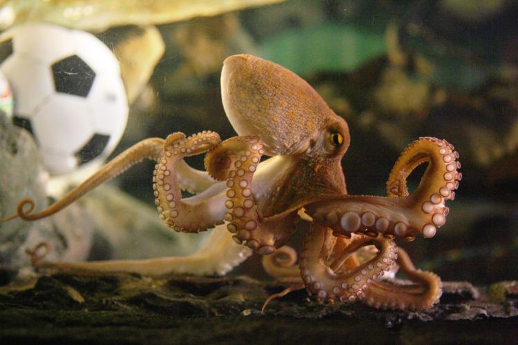 Paul the octopus who was housed in the Oberhausen Sea Life Center in Germany (he died of natural causes in October), correctly chose the winners in the seven matches played by Germany in the World Cup and the winner of the World Cup final, Spain.  (Patrik Stollarz/Getty Images)