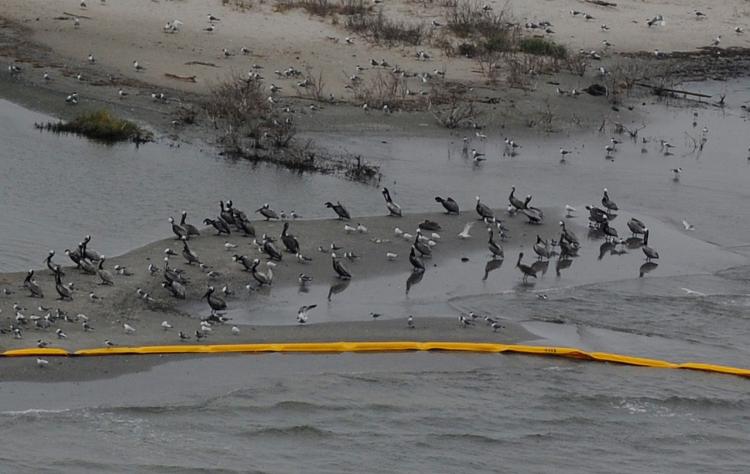 Birds at the Breton Island sanctuary that is protected by oil boom barriers to stop the spread of oil from the BP Deepwater Horizon disaster, off the coast of Louisiana on April 30. (Mark Ralston/Getty Images)