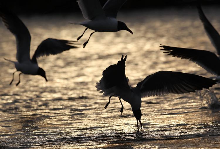 Seagulls feed not far from the massive BP oil spill offshore May 14, in the sensitive marshlands near Venice, Louisiana. Oil continues leaking out of the Deepwater Horizon wellhead as BP works to contain the massive spill in the Gulf of Mexico.  (John Moore/Getty Images)