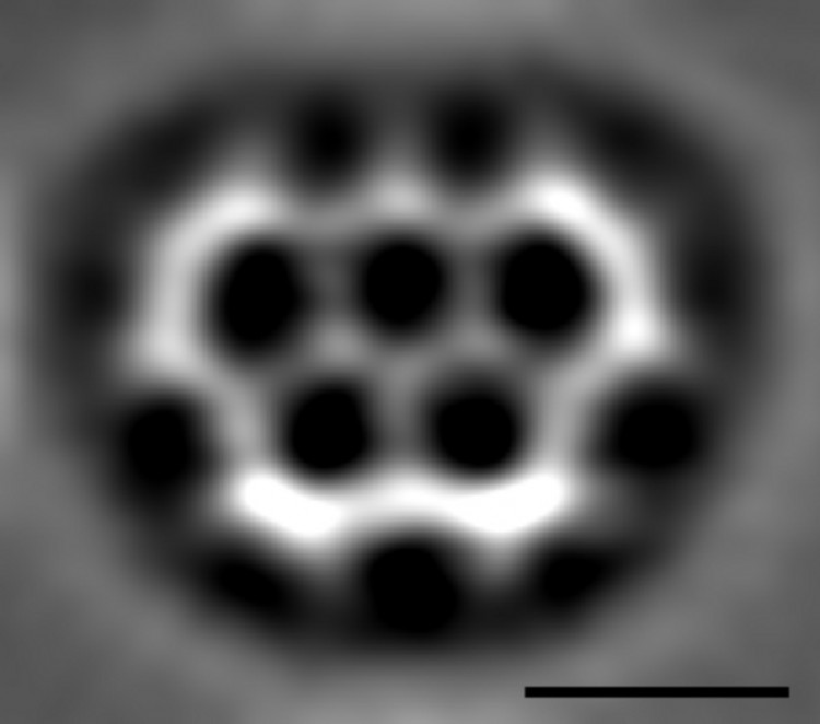 Olympicene. The black bar corresponds to 0.5 nanometers. (IBM Research - Zurich, University of Warwick, Royal Society of Chemistry)