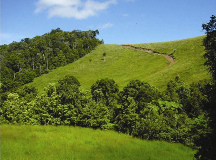 Most of the 50 hectare site on the Atherton Tablelands was cleared for logging over 50 years ago, but now the area will become part of the Thiaki Project in research on carbon sequestration. (Noel Preece and Penny van Oosterzee)