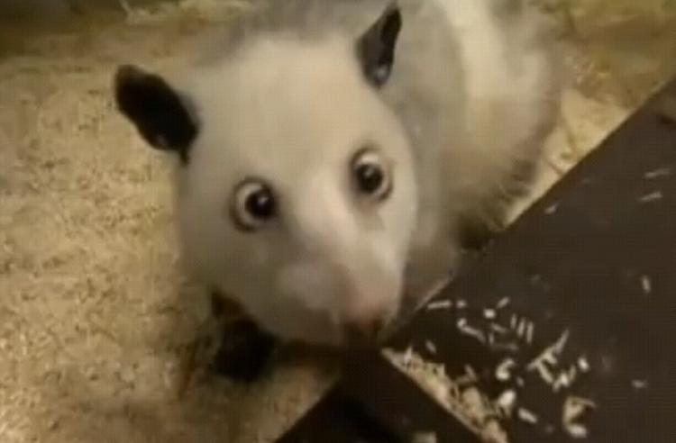 Heidi the opossum. (Screenshot of Youtube.com)