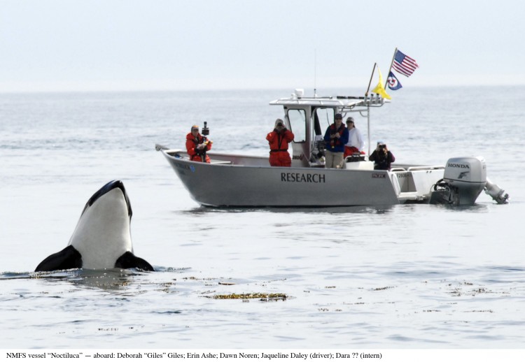 Researchers observe a southern resident killer whale in the Salish Sea. (NOAA)
