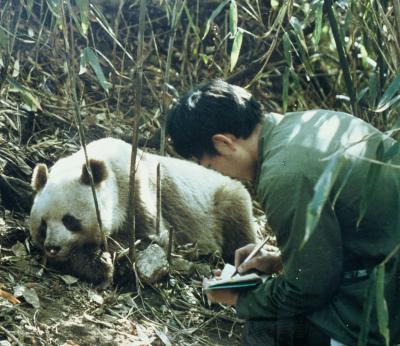One of about 275 wild Qinling pandas in the study region. Their isolation has resulted in genetic variation from other giant pandas. Some, like this one, are brownish. (Yange Yong) 