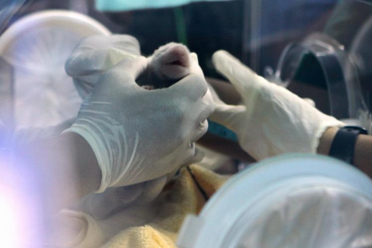 Chiang Mai zoo officials hold a new born panda at Chiang Mai zoo on May 27, 2009. (AFP/Getty Images)