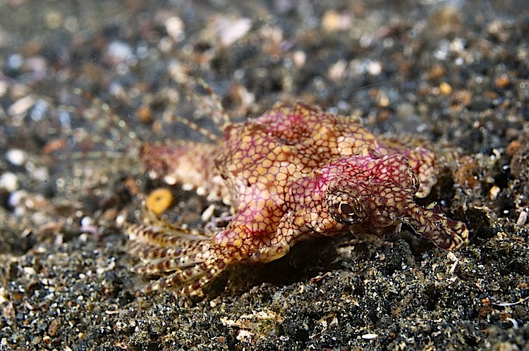 Sea moth or Pegasus at Lembeh Strait in Sulawesi, Indonesia. (Matthew Oldfield)