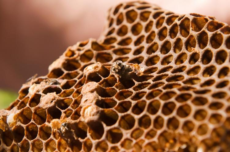 PET INSURANCE: The most unusual pet insurance claim was handed out to a Labrador that ate a beehive. Unlike the beehive pictured above, the Lab ate one filled with dead bees and pesticides. (Leon Neal/AFP/Getty Images)