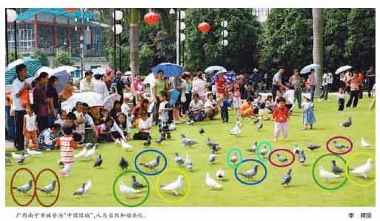 The Photoshopped image from the People's Daily, with pigeons duplicated within the same photo, coloration unaltered. (q.sohu.com)