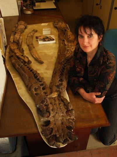 Dr. Judyth Sassoon of the University of Bristol, U.K., with the lower jaw of the Westbury pliosaur.