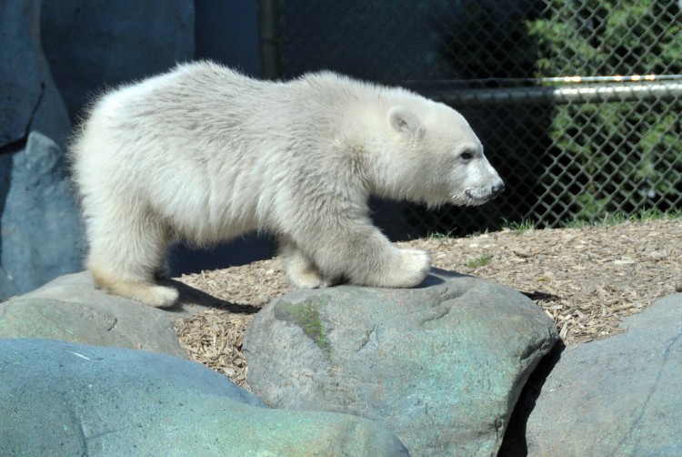 Toronto Zoo