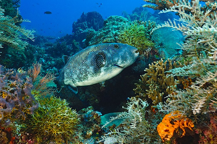 A pufferfish being cleaned by blue streak cleaner wrasse at Sangalaki in Kalimantan, Indonesia.  (Matthew Oldfield)