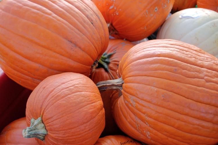 PUMPKINS GALORE: Pick your shape, pick your size. (Cat Rooney/The Epoch Times)