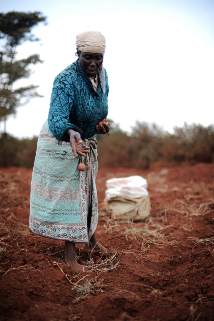 A Kenyan woman throws potato seedlings in a small plot of land. African farmers are among the poorest people in the world, but there are also many success stories that governments and donor organizations can learn from to sew success in the future, accord (Roberto Schmidt/AFP/Getty Images)
