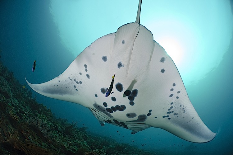 Wrasse clean a manta rays at a cleaning station off Raja Ampat Islands, West Papua, Indonesia. (Matthew Oldfield)